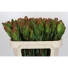 Leucadendron Laurel Yellow