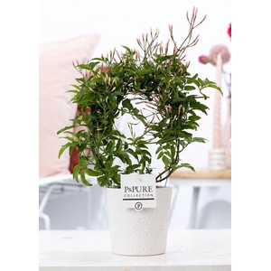 Jasminum Poly. ( 200+ knop) in P&PURE Juliette ceramics white