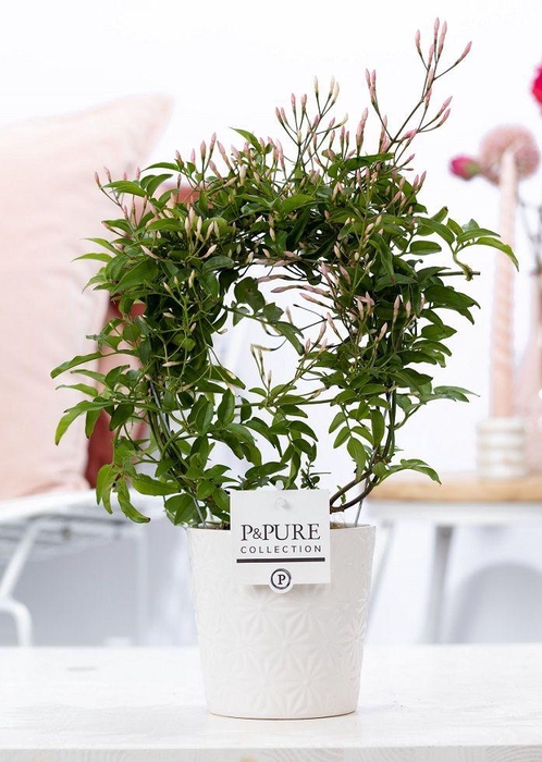 <h4>Jasminum Poly. ( 200+ knop) in P&PURE Juliette ceramics white</h4>
