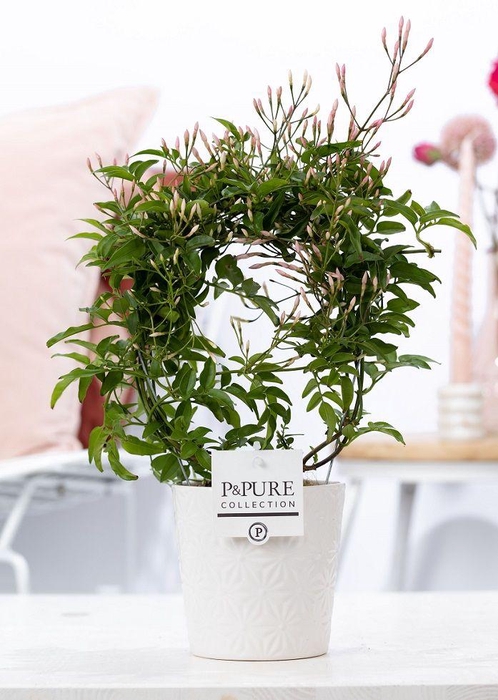 <h4>Jasminum Poly. ( 200+ knop) in P&PURE Juliette ceramics white</h4>