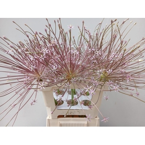 ALLIUM SCHUBERTII