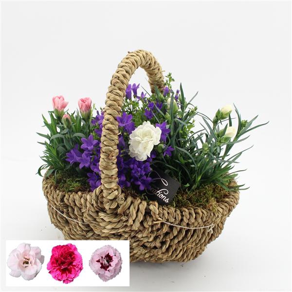 <h4>CACR-2506 Campanula creatie</h4>