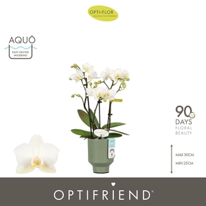 Optifriend Sandra 3 spike in Emilia Green Aquo