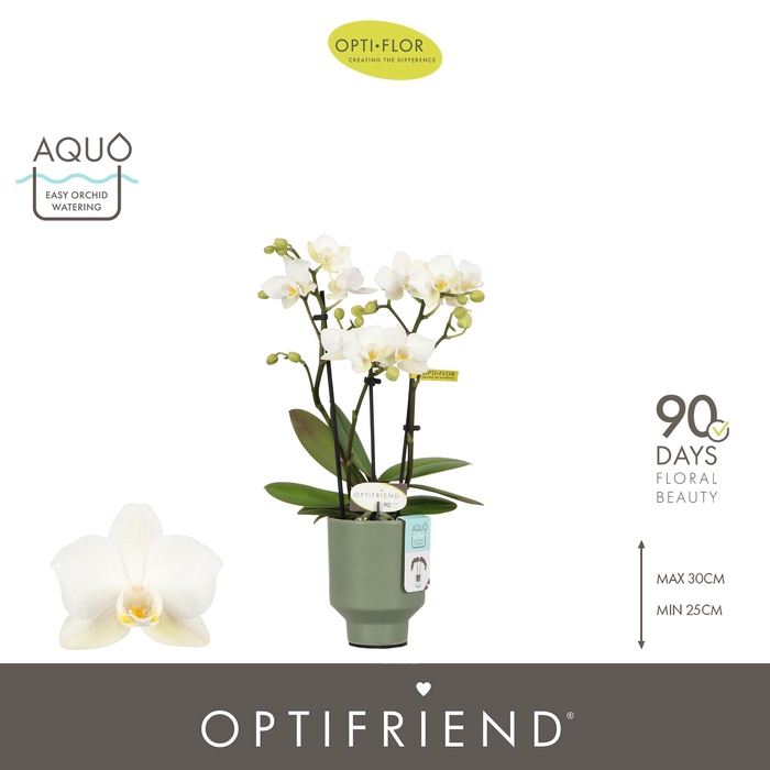 <h4>Optifriend Sandra 3 spike in Emilia Green Aquo</h4>