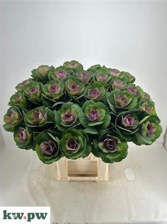 <h4>Brass Crane Carmine</h4>