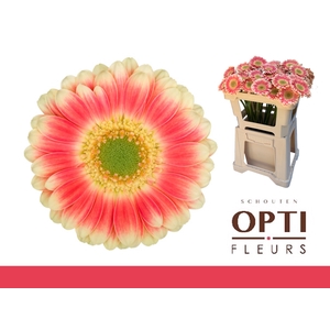 GE MI TOMPOUCE-Water