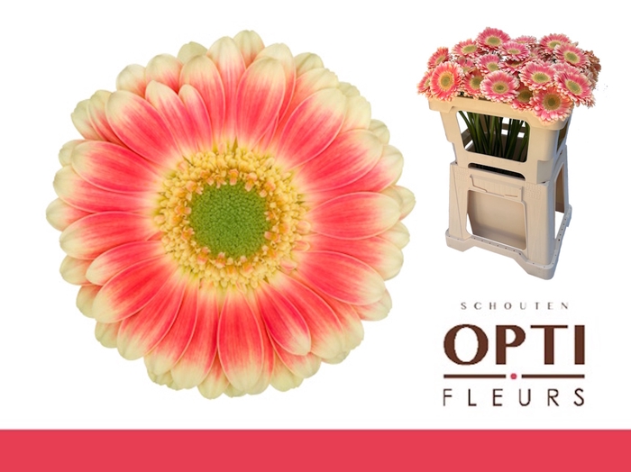 <h4>GE MI TOMPOUCE-Water</h4>