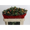 Hypericum Mellow Romance Spray