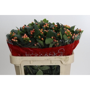 Hypericum Mellow Romance Spray