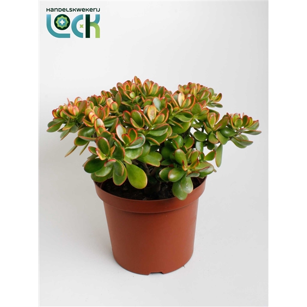 <h4>Crassula Sunset</h4>