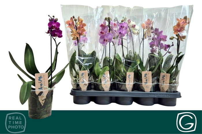 <h4>PHAL MF GEM 4 KL</h4>