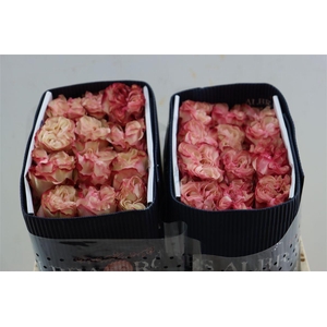 R Gr Country Candy