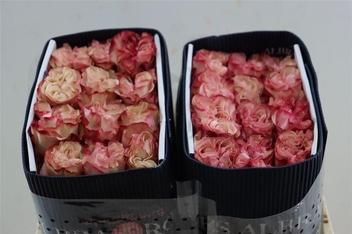 <h4>R Gr Country Candy</h4>