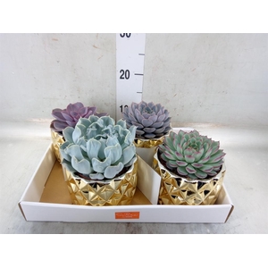 Echeveria   ...mix