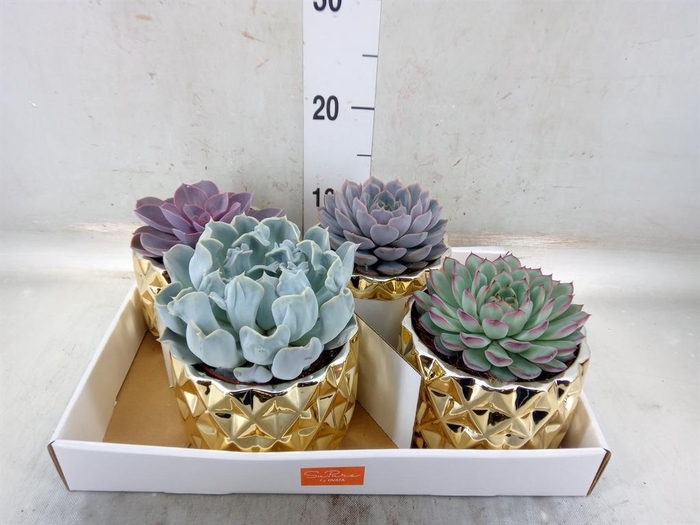 <h4>Echeveria   ...mix</h4>