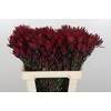 Leucadendron Blush Spray