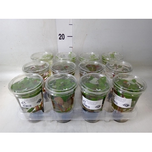 Aquariumplanten   ...mix