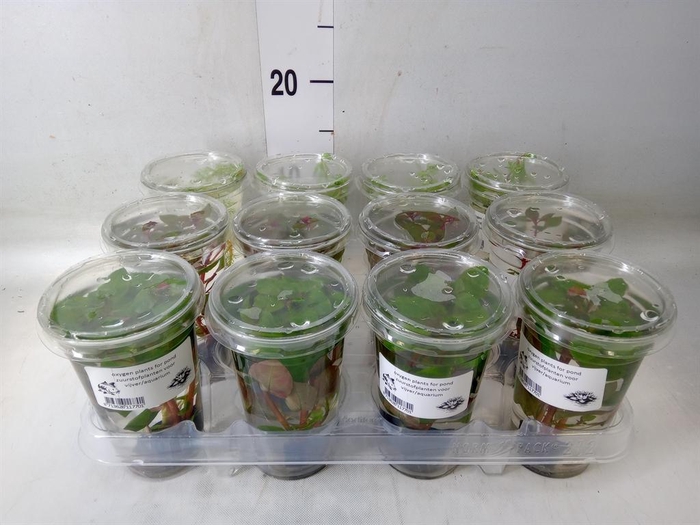 <h4>Aquariumplanten   ...mix</h4>