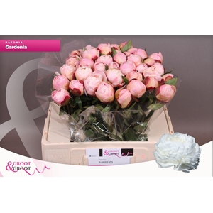 Paeonia Gardenia | Heavy Quality