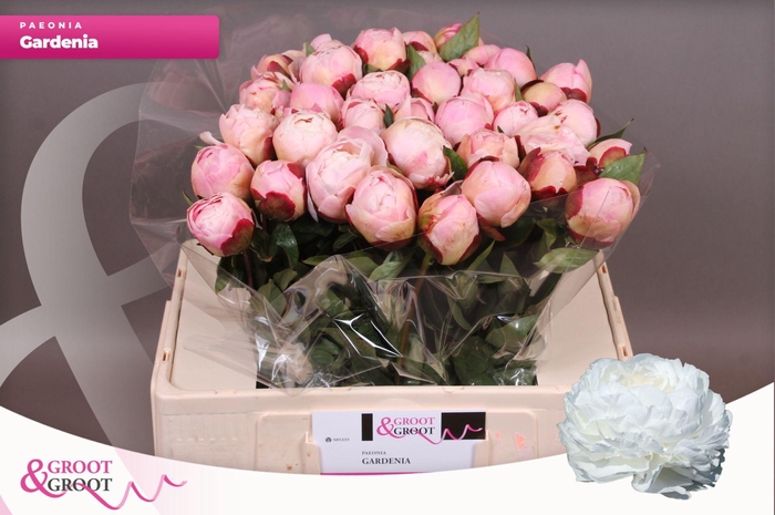 <h4>Paeonia Gardenia | Heavy Quality</h4>