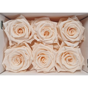 Ro Pres Classic Champagne