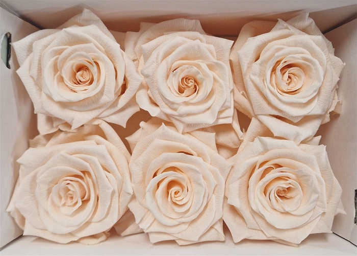 <h4>Ro Pres Classic Champagne</h4>