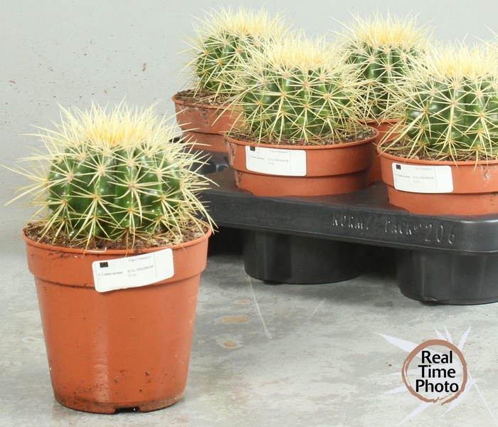 <h4>ECHINOC GRUSONII</h4>