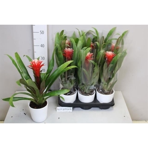 ARR BROMELIA