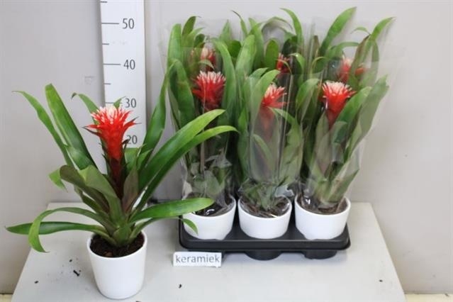 <h4>ARR BROMELIA</h4>