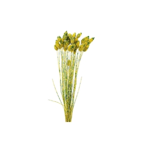 Dried Artz Phalaris Van Gogh Bunch