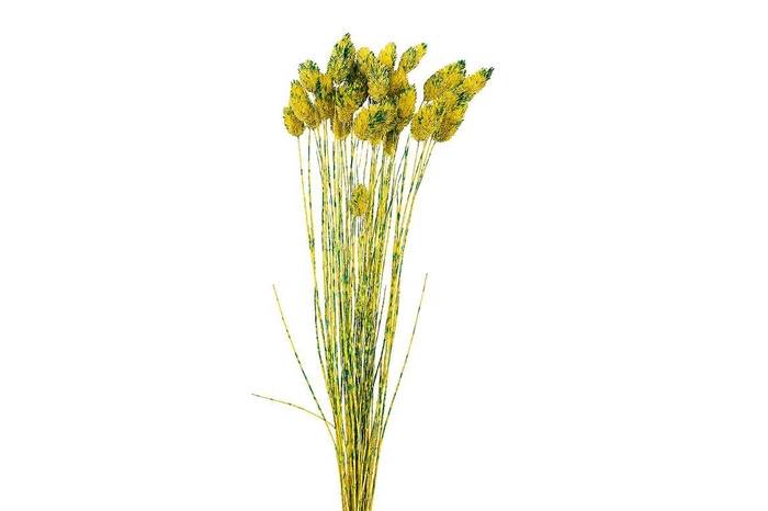 <h4>Dried Artz Phalaris Van Gogh Bunch</h4>