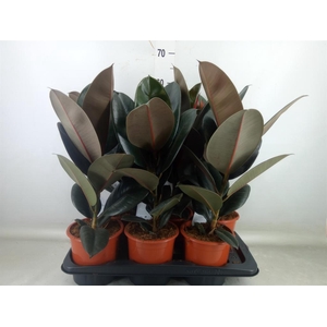 Ficus elastica 'Abidjan'