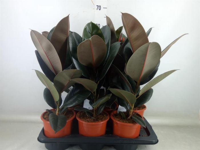 <h4>Ficus elastica 'Abidjan'</h4>
