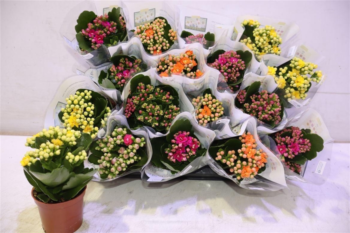 <h4>Kal Ge Ro Gem 4 Kl</h4>