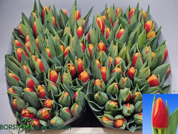 <h4>TU EN SPIRIT</h4>