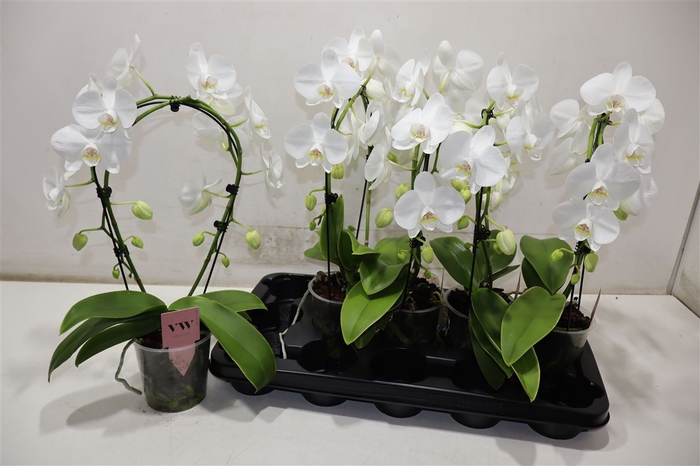 <h4>Phal Ov Wit</h4>
