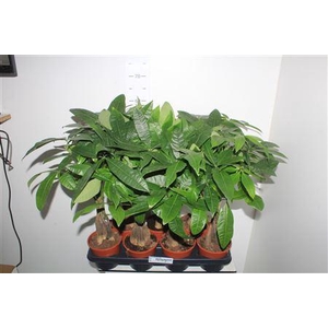 Pachira Aquatica 5pp