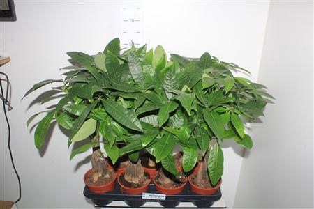 <h4>Pachira Aquatica 5pp</h4>