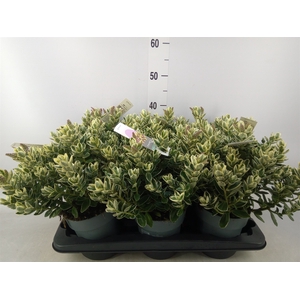 Hebe  'Katrina'