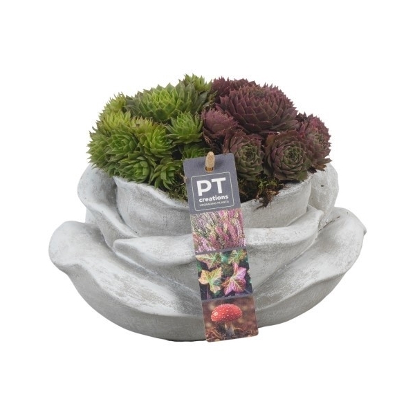 <h4>PTAH8623 Arrangement Allerheiligen in beton roos</h4>