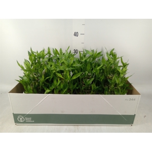 Dracaena sand. 'Lucky Bamboo' ..pyr