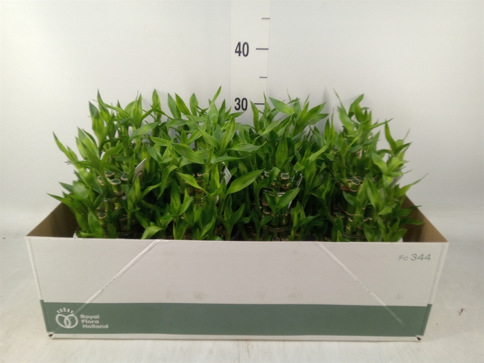 <h4>Dracaena sand. 'Lucky Bamboo' ..pyr</h4>