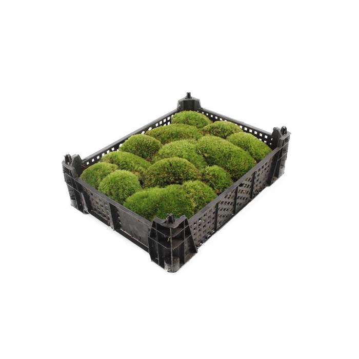 <h4>Mos Bolmos ( Plastic )</h4>