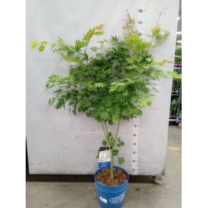 Acer  'Arctic Jade'