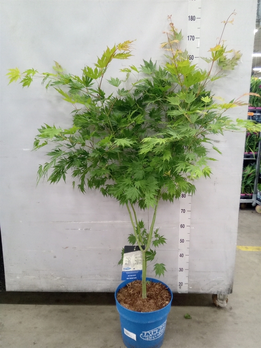 <h4>Acer  'Arctic Jade'</h4>