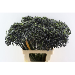 Agapanthus