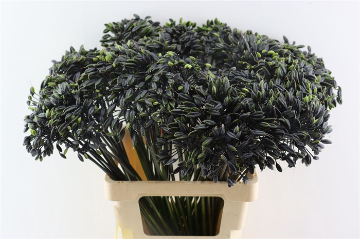 <h4>Agapanthus</h4>