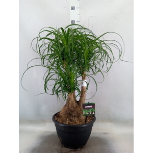 Beaucarnea recurvata