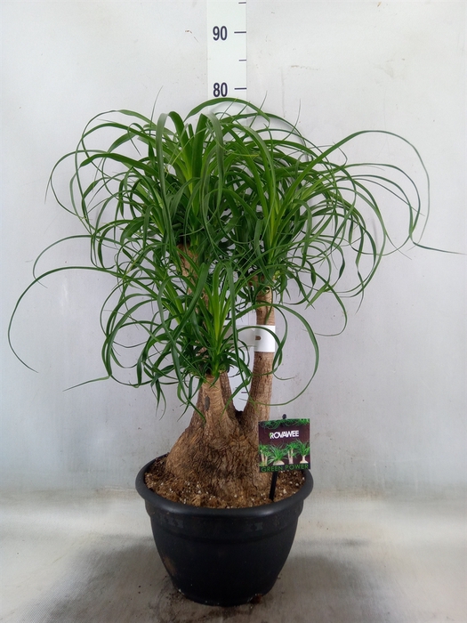 <h4>Beaucarnea recurvata</h4>