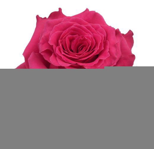 <h4>R GR FULL MONTY</h4>